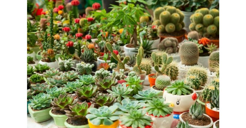  IV Feira de Plantas acontece neste fim de semana e traz a Imbituba artesanato, concurso e opções de presentes natalinos