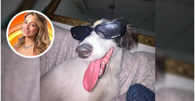 Amor de três patas: cachorro de Samira do BBB 26 faz sucesso nas redes sociais