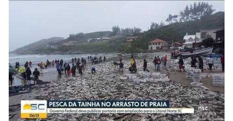 Após reação em SC, governo federal diz que irá ampliar cota para captura de tainha de arrasto