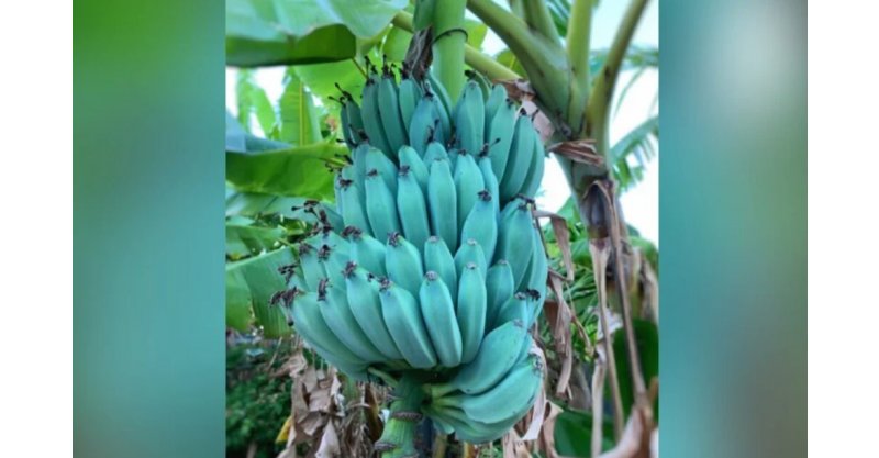 Banana azul: Rara no Brasil, fruta ganha popularidade por gosto de baunilha; entenda origem da cor