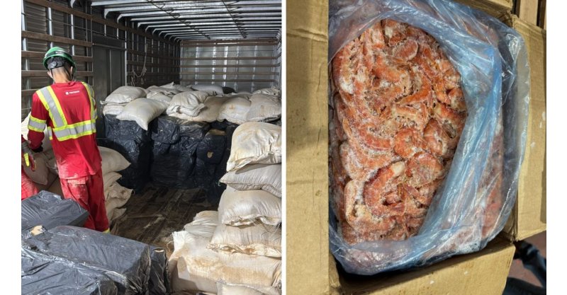 Caminhão vindo da fronteira com a Argentina escondia 5 toneladas de camarão sob palha de arroz