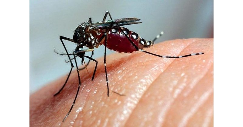 Campanha da ​OAB/SC e CAASC contra a dengue