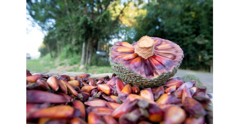 Colheita do pinhão na serra catarinense: Celesc alerta para riscos fatais com rede elétrica