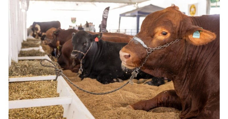 Feira Agropecuária de Tubarão 2026 terá shows, leilão e desfile de carros de boi