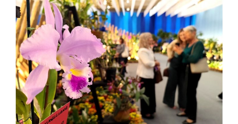 Festa das Flores atrai cerca de 500 caravanas e orquidófilos do Brasil para Joinville