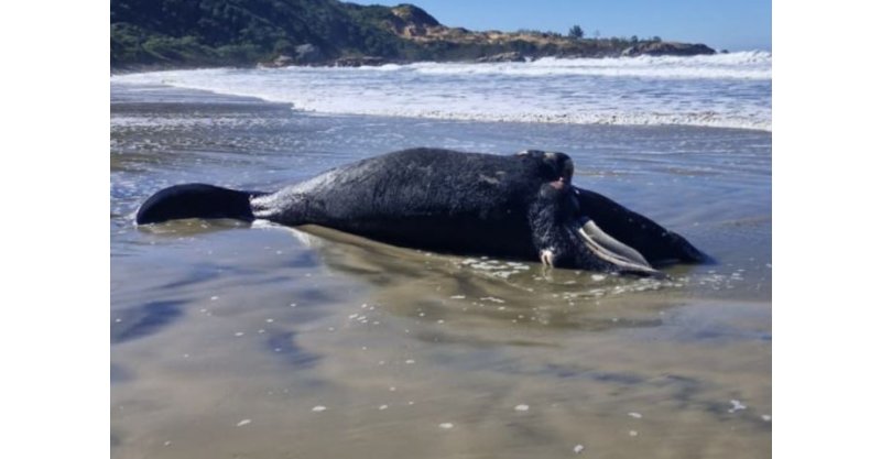 Filhote de baleia-franca é encontrado morto em praia de Imbituba
