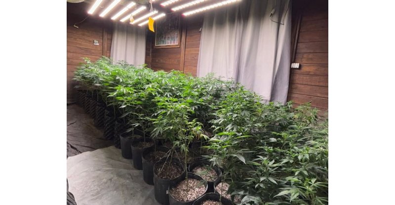 IMBITUBA / Polícia descobre estufa com 620 pés de maconha