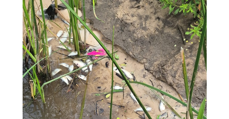 IMBITUBA / SMAAP realiza vistoria técnica na Lagoa do Meio para apurar mortandade de peixes