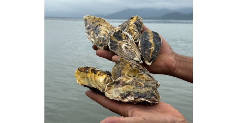 Mudanças climáticas afetam produção de ostras em SC, e maior produtor do Brasil deve perder 90% da safra da temporada
