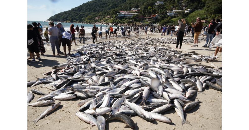 Pesca da tainha com redes de emalhar é autorizada até 31 de março no Complexo Lagunar