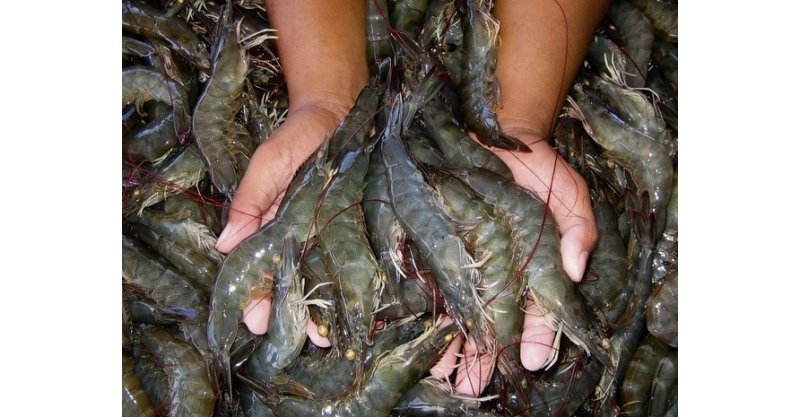 Pesca do camarão é liberada com término do defeso