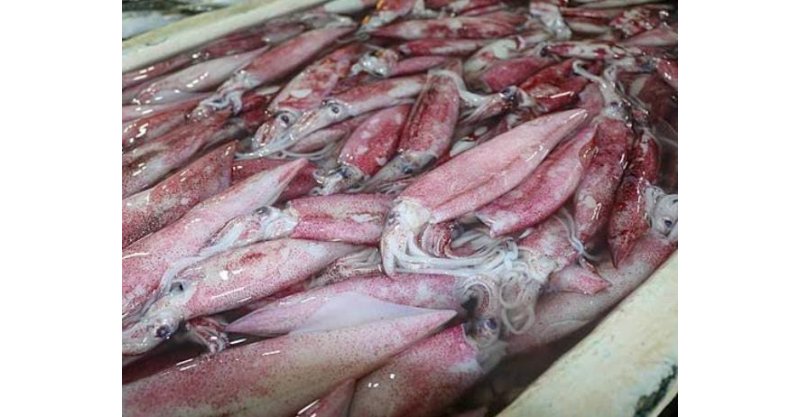 Portaria autoriza pesca de lula com tarrafa e arrasto em SC