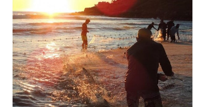 Safra da tainha 2026 começa com expectativa de mais peixe e renda no litoral de SC; veja as novas regras
