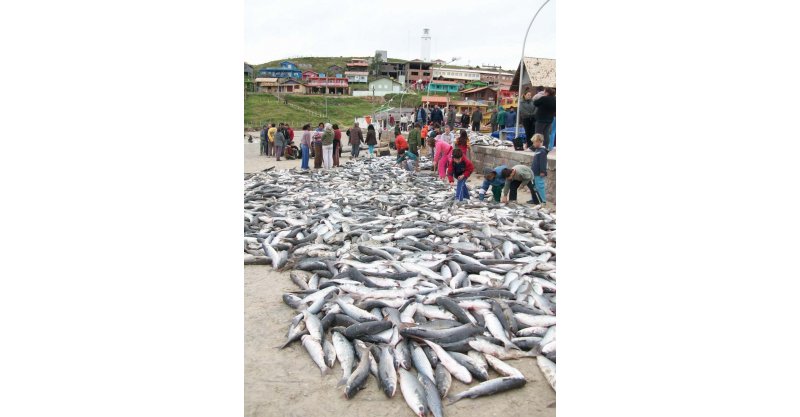 Temporada da pesca da tainha começa em Laguna e reforça tradição centenária