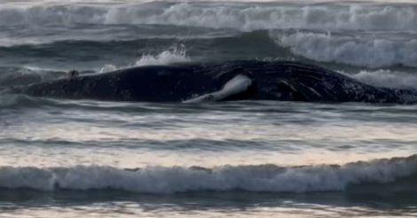   Imbituba /Baleia é encontrada encalhada na Praia da Vila (REGIÃO CENTRAL) no município