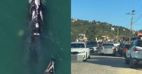  Imbituba / Dezenas de baleias-francas atraem multidão à Praia da Ribanceira