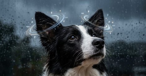 Alerta antecipado de tempestades? Ciência explica por que 3 comportamentos estranhos dos cães ‘preveem’ a chegada da chuva
