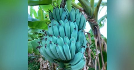 Banana azul: Rara no Brasil, fruta ganha popularidade por gosto de baunilha; entenda origem da cor