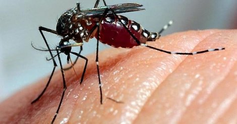 Campanha da ​OAB/SC e CAASC contra a dengue