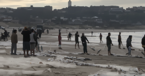 Cerca de 10 toneladas de tainhas são retiradas do mar na Praia da Esplanada, em Jaguaruna