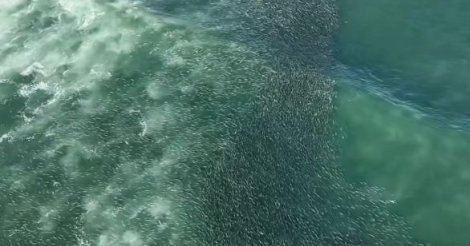 Drone flagra cardume de tainhas com mais de 2 km no litoral de Laguna