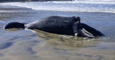 Filhote de baleia-franca é encontrado morto em praia de Imbituba