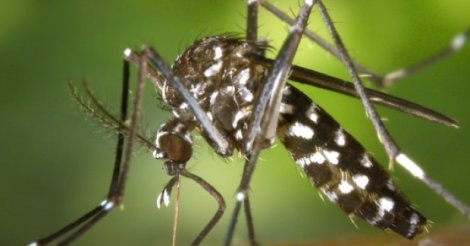 Garopaba registra 1º caso de chikungunya de sua história e Prefeitura toma medidas; saiba mais sobre a doença e como se prevenir