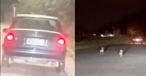 Imbituba / Cães são abandonados na rua durante a noite/Testemunhas registraram/cena e iniciaram buscas/região pelos animais