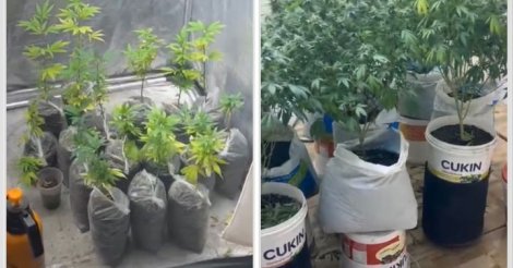 IMBITUBA / Estufa com 29 pés de maconha é descoberta em kitnet