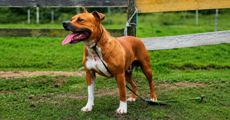 Imbituba inicia ação de acolhimento e reabilitação de cães em situação de risco