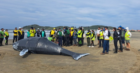 Imbituba participa de curso de capacitação em desencalhe de grandes cetáceos