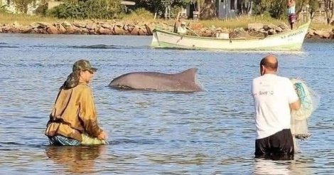 Laguna celebra o Dia do Boto Pescador e reforça a importância da pesca cooperativa