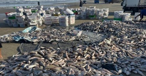 LAGUNA / Pescadores comemoram quase 20 toneladas de peixes na Praia do Sol