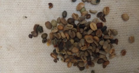 Ministério da Agricultura apreende 4,2 toneladas de cascas usadas para substituir grãos de café em SC