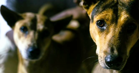 Município é condenado a indenizar idoso atacado por cães mantidos em posto de saúde