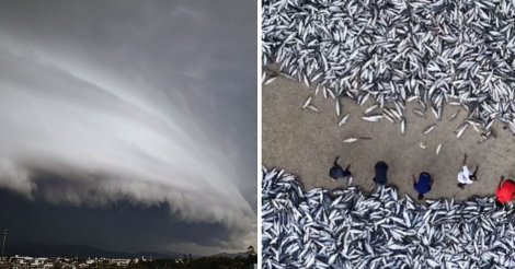 O que está por trás da supersafra histórica de tainhas em SC?