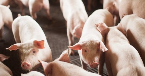 SC exporta 68 mil toneladas de carne suína em outubro e alcança o segundo melhor desempenho da série histórica