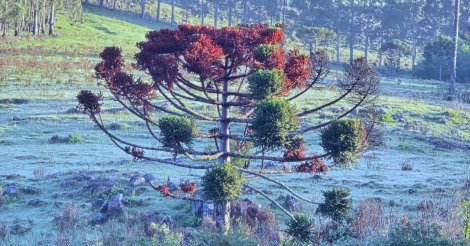 Serra de SC amanhece com carros e vegetação cobertos por geada e temperatura abaixo de 3°C