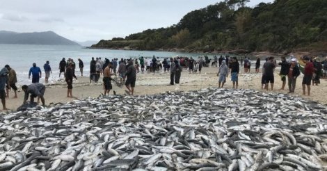 Tainha: mesmo com cota, pescadores de Balneário Rincão aguardam boa safra