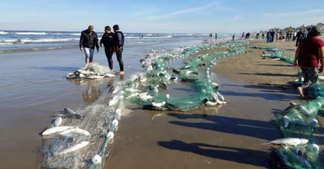 Todo mundo muito feliz’, celebra Cida após pesca de 15 toneladas de tainha em Balneário Rincão