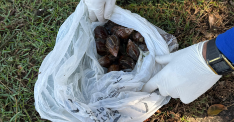 Vigilância em Saúde intensifica limpeza e recolhimento de caramujo africano na orla de Imbituba