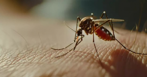 Vigilância em Saúde reforça cuidados para prevenção da Febre do Nilo Ocidental em Imbituba