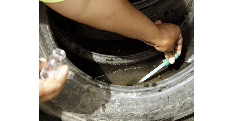 Tubarão / Focos do Aedes aegypti aumentam no município