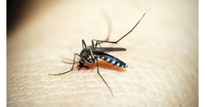 Tubarão / Município registra mais de 770 focos do mosquito da dengue