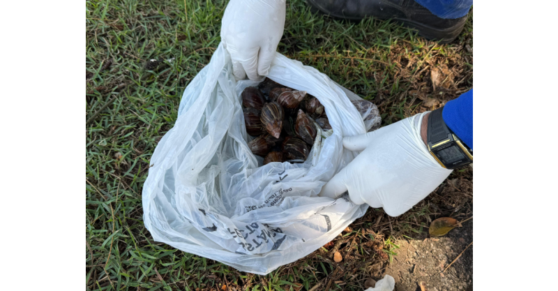 Vigilância em Saúde intensifica limpeza e recolhimento de caramujo africano na orla de Imbituba